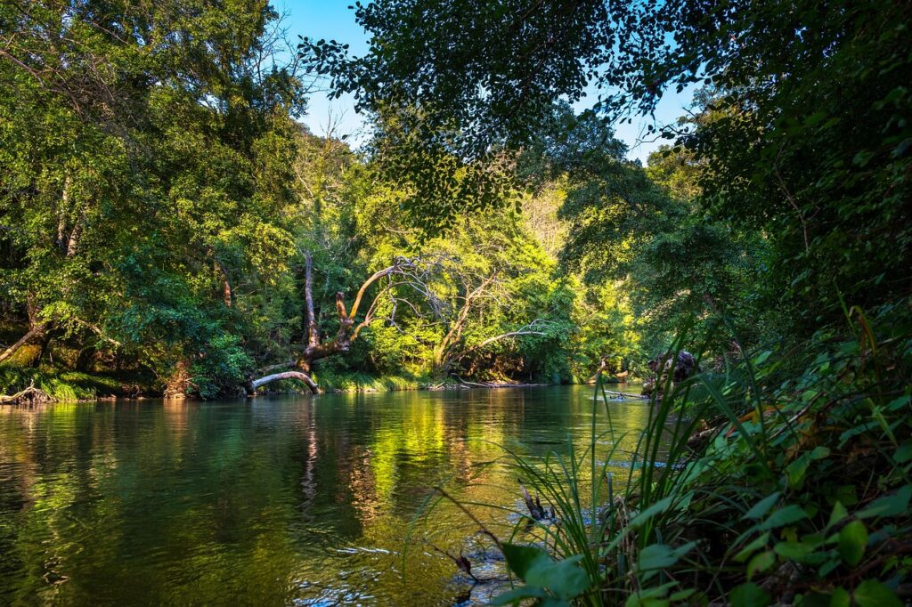 amazon rain forest