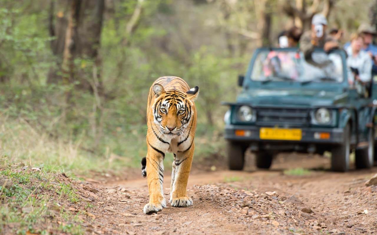 Wildlife safaris
