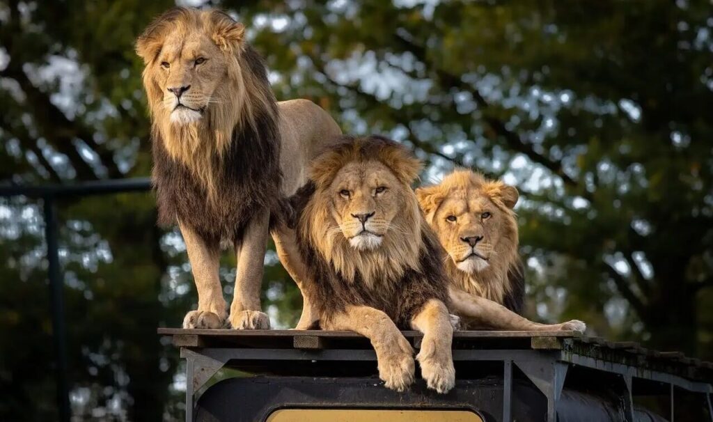 African wildlife safaris best times