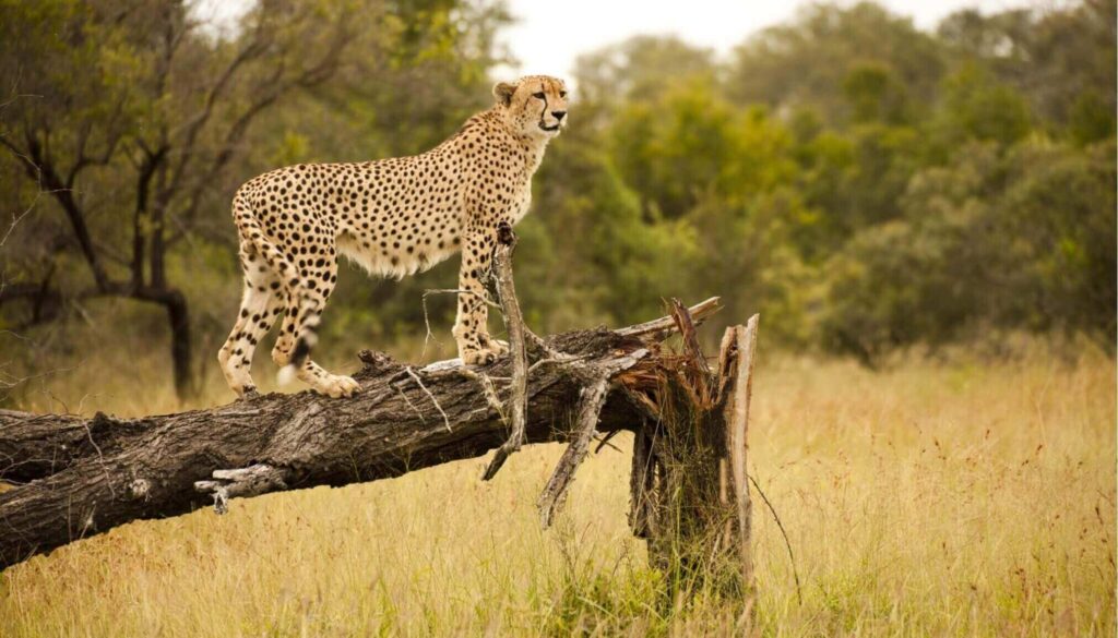 Afrika vahşi yaşam safarileri ideal dönemler