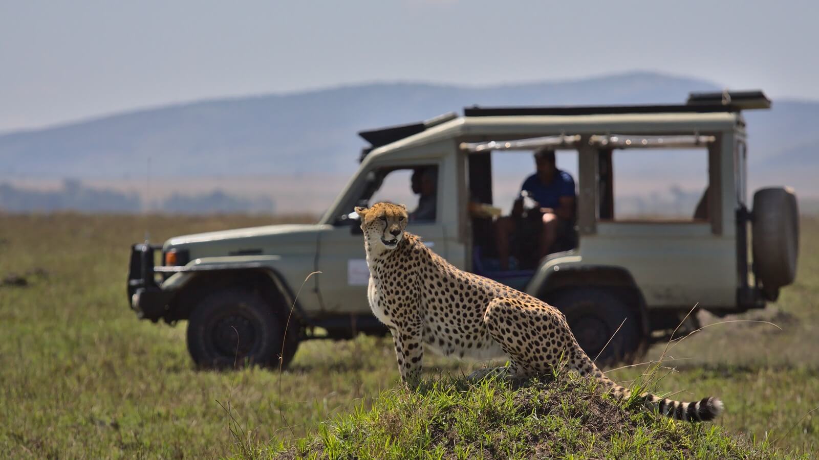Afrika vahşi yaşam safarileri