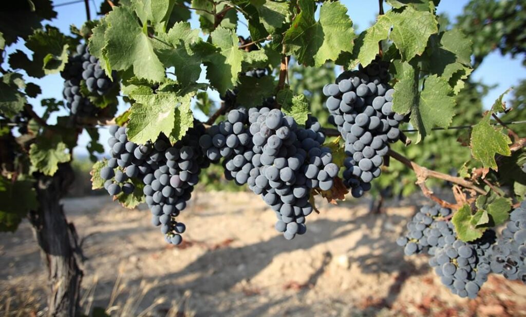 Arjantin şarap bölgeleri ve üzüm bağları